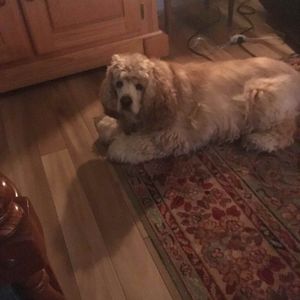 Meet your Posher, Suzanne